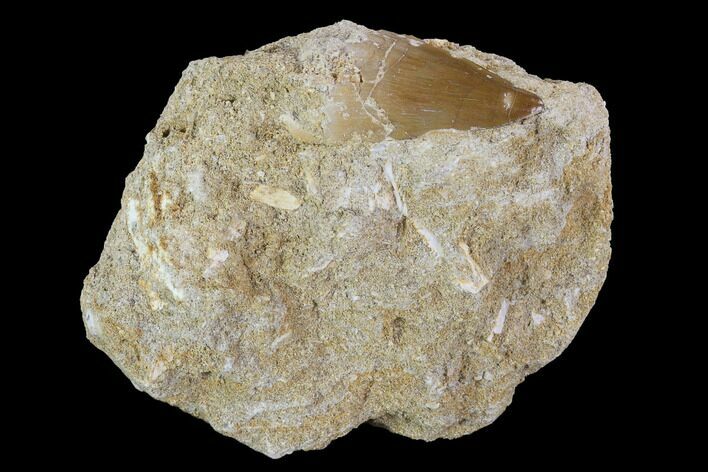 Mosasaur (Prognathodon) Tooth In Rock #96167